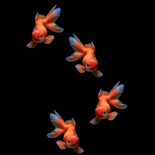 photos of beautiful fish with background isolated