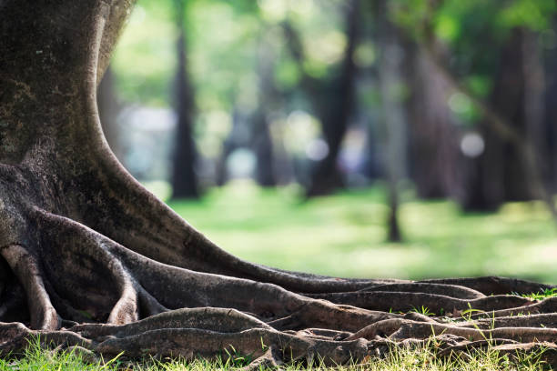 istock Big tree with trunk and roots spreading out beautiful on grass green in nature forest background with sunshine in the morning. 1151210131