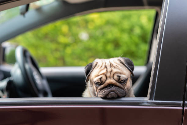 istock Dog Pug on car making serious face and boring feeling so sad 1151210479