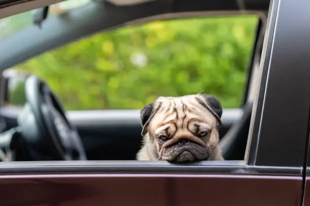 Photo of Dog Pug on car making serious face and boring feeling so sad