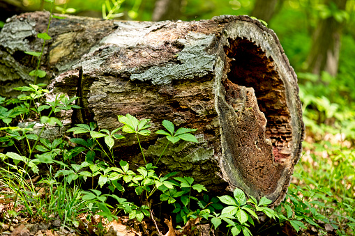 Fallen tree trunk in forest