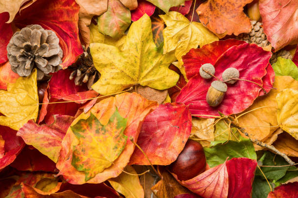 istock Colorful autumn foliage lying on the ground. 1151212299