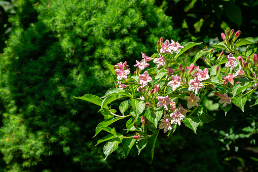 Luxury bush of flowering Weigela hybrida Rosea. Selective focus and close-up beautiful bright pink flowers against Canadian spruce Picea glauca Conica in ornamental garden. Nature concept for design