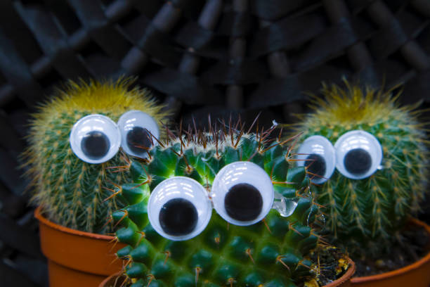 istock Funny cactus family, three little succulent cacti with plastic eyes 1151214813