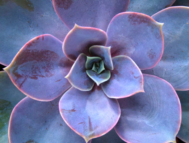 istock Beautiful violet cactus with succulent spiky leaves named 