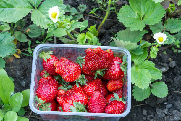 istock Strawberries in container in the garden 1151215189