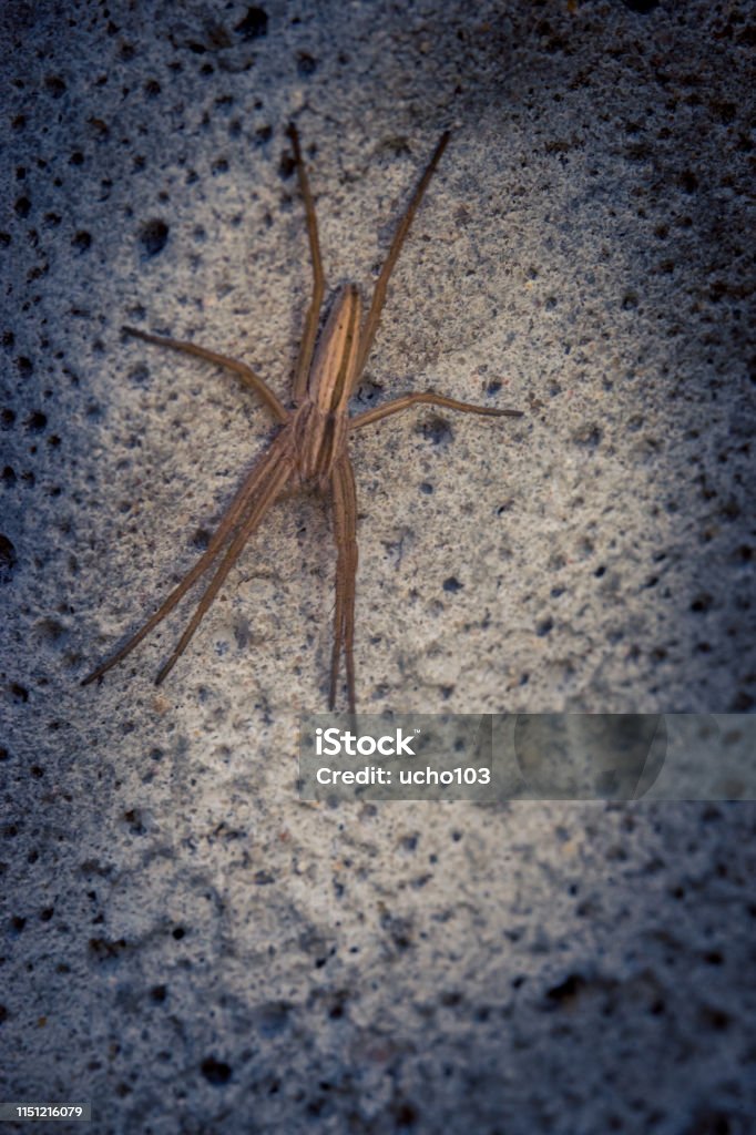 Una foto macro de una araña sentada sobre una valla de hormigón - Foto de stock de Abstracto libre de derechos