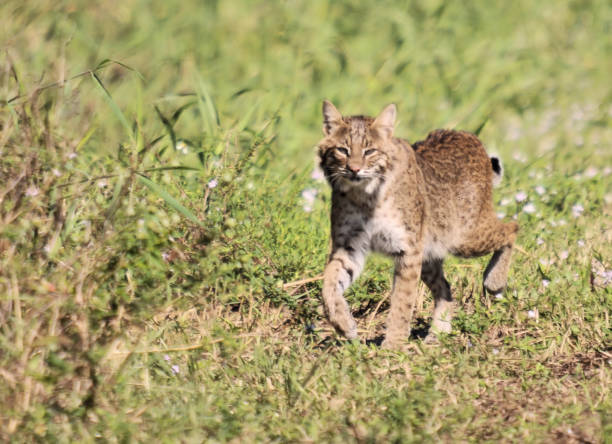 istock The Female Bobcat 1151218604