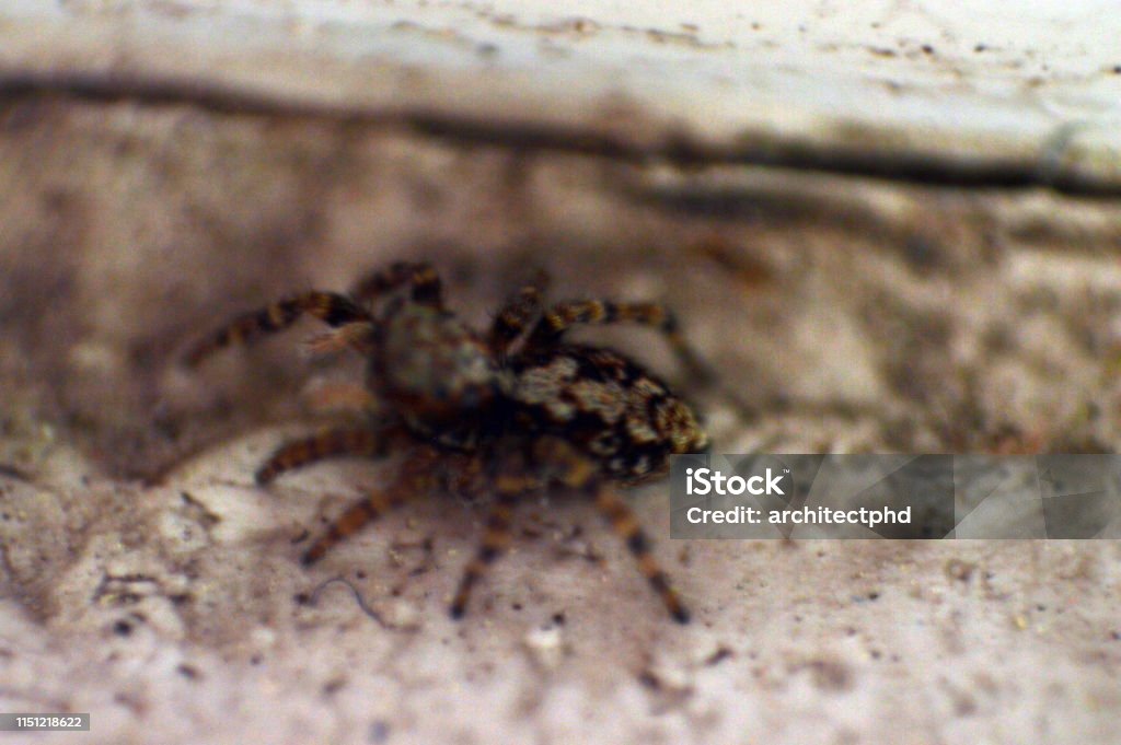 Araña en el alféizar foto macro - Foto de stock de Animal libre de derechos