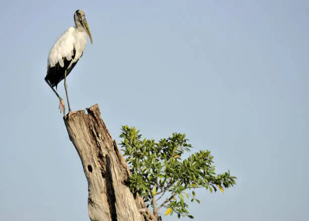 The Woodstork in the south Florida wetlands