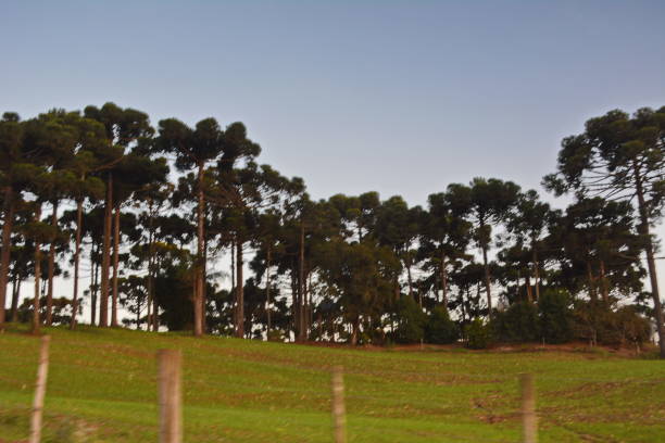 istock Santa Catarina landscapes 1151219346