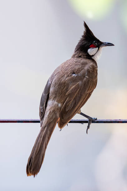 istock Red-whiskered bulbul perching on fence bar with blur background 1151219387