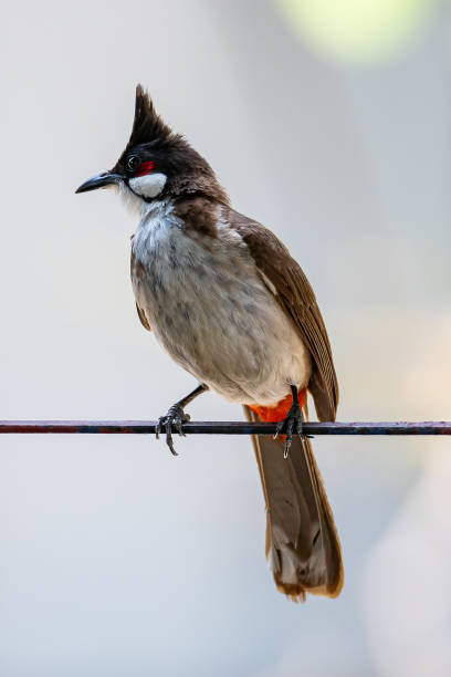 istock Red-whiskered bulbul perching on fence bar with blur background 1151219394