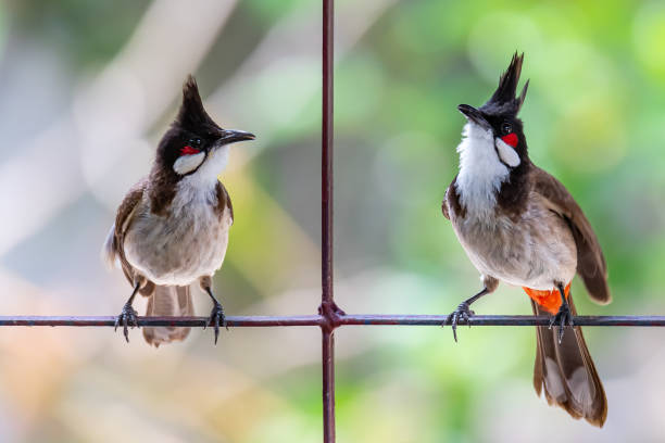 istock Two Red-whiskered bulbuls perching on fence bar with blur background 1151219415
