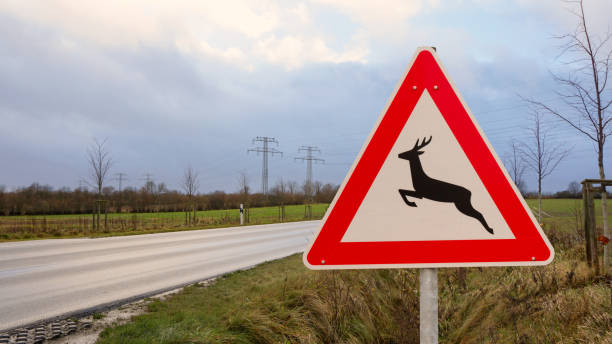istock traffic sign wild crossing 1151221244
