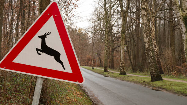 istock traffic sign wild crossing 1151221285