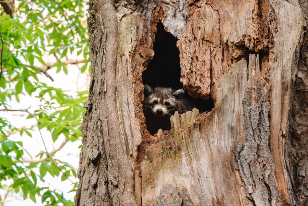 istock Baby Raccoon in Hiding 1151221353