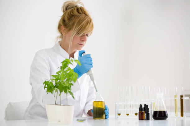 istock Female scientist in laboratory testing cbd oil extracted from a marijuana plant. She is using a precise dropper and various glass tubes and bowls for the experiment. Healthcare from medical cannabis. 1151221383