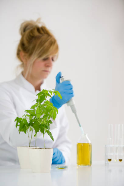 istock Female scientist in laboratory testing cbd oil extracted from a marijuana plant. She is using a precise dropper and various glass tubes and bowls for the experiment. Healthcare from medical cannabis. 1151221453