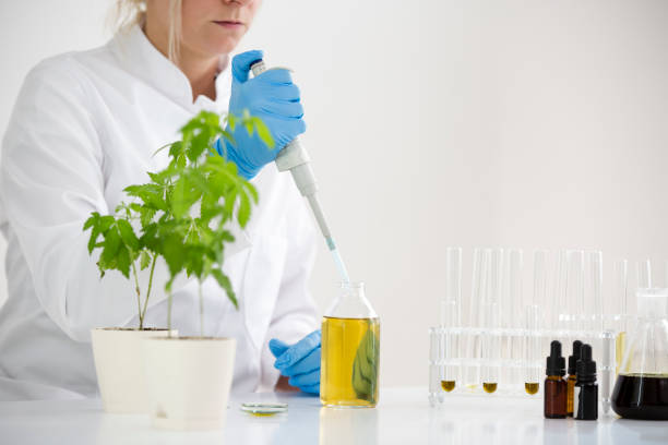 istock Female scientist in laboratory testing cbd oil extracted from a marijuana plant. She is using a precise dropper and various glass tubes and bowls for the experiment. Healthcare from medical cannabis. 1151221506