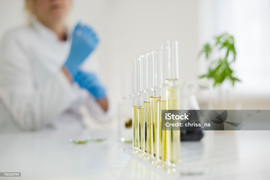 Female scientist in a laboratory working with cbd oil extracted from a medical marijuana plant. She is checking the marijuana plant. Healthcare pharmacy from medical cannabis. Cannabis Plant Stock Photo