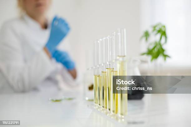 Female Scientist In A Laboratory Working With Cbd Oil Extracted From A Medical Marijuana Plant She Is Checking The Marijuana Plant Healthcare Pharmacy From Medical Cannabis Stock Photo - Download Image Now