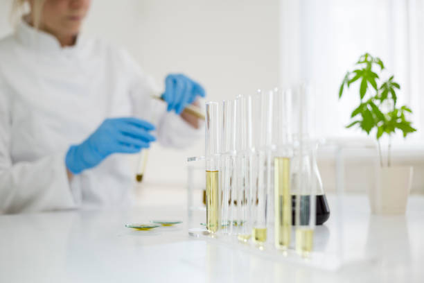 Female scientist in laboratory testing cbd oil extracted from a marijuana plant. She is using a various glass tubes and bowls for the experiment. Healthcare pharmacy from medical cannabis. Female scientist in laboratory testing cbd oil extracted from a marijuana plant. She is using a various glass tubes and bowls for the experiment. Healthcare pharmacy from medical cannabis. flower stigma photos stock pictures, royalty-free photos & images