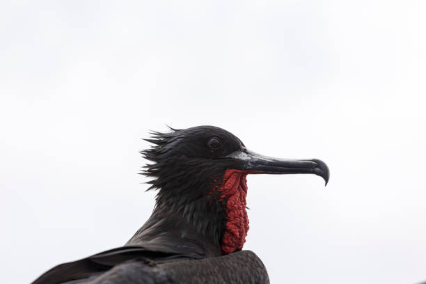 istock Galapagos Magnificent frigatebird 1151223461