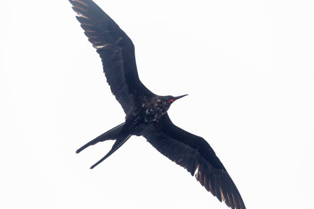 istock Galapagos Magnificent frigatebird 1151223684