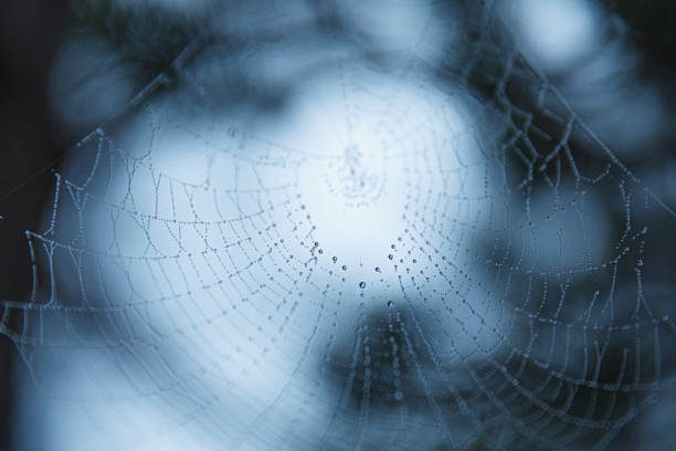 istock Background of a spider web cobweb against the background of forest and trees 1151224843