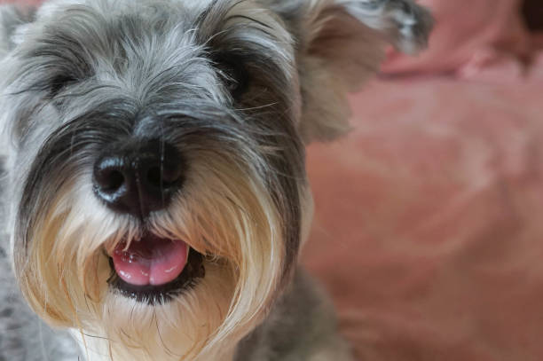 istock Schnauzer dogs with happy emotion 1151225260