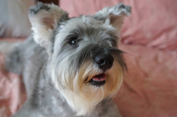 The breed of schnauzer dogs with white and black&silver colours
