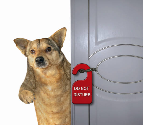 istock Dog stayed at the hotel 2 1151225719