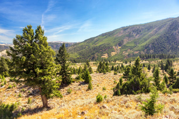 istock Hilly Yellowstone Landscape 1151225966