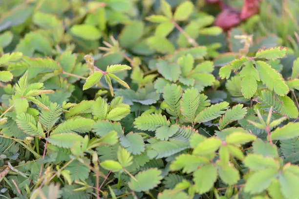 Photo of Sensitive Plant (Mimosa pudica)