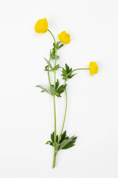 istock Trollius europaeus ( double buttercup, European globe flower, globeflower, common globeflower )  plant with flowers on a white background 1151229212