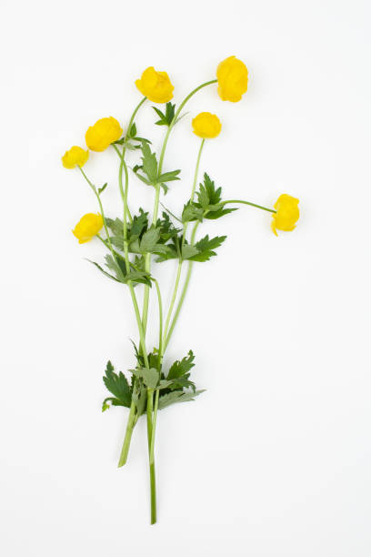 istock Trollius europaeus ( double buttercup, European globe flower, globeflower, common globeflower )  plant with flowers on a white background 1151229220