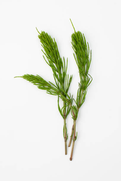 istock Grass raw horsetail on a white background 1151229239