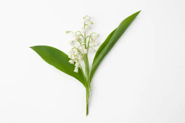 Cut plant Lily of the valley with flowers on a white background.