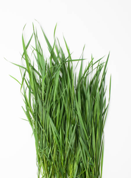 istock Bunch of green grass on white background 1151229354