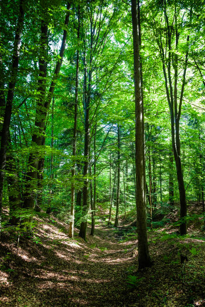 istock Green forest with lush foliage 1151229470