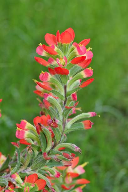 istock Scarlet Indian Paintbrush plant. 1151230661