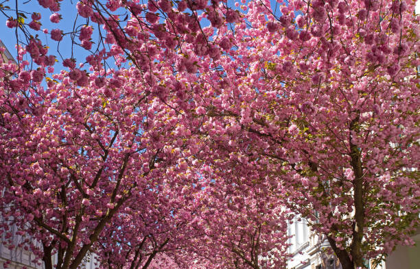 istock Cherry blossom in Bonn 1151231572