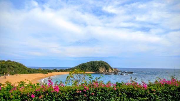 oaxaca paradise in a beatiful scape from the city with pink flowers at the sea - pacific ocean fotos imagens e fotografias de stock