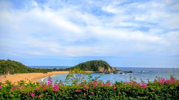 рай оахака в сытном пейзаже от города с розовыми цветами на море - pacific ocean фотографии стоковые фото и изображения