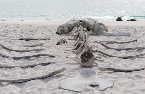 istock DEAD BODY OF AN ANIMAL 1151231831