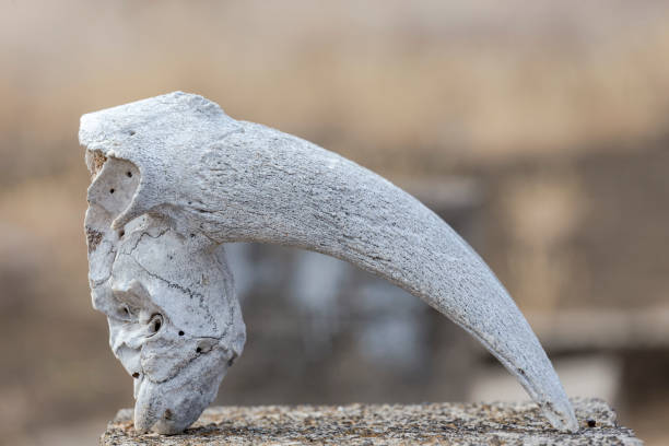 istock DEAD BODY OF AN ANIMAL 1151232237
