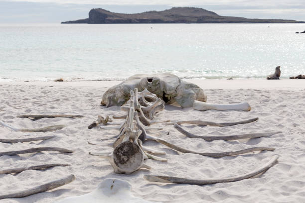 istock DEAD BODY OF AN ANIMAL 1151232238