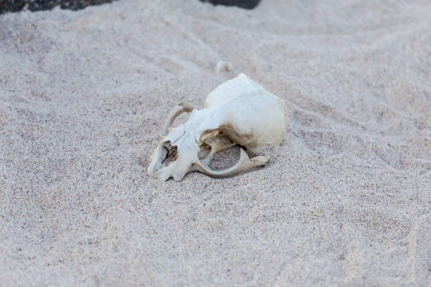 istock DEAD BODY OF AN ANIMAL 1151232279