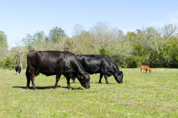 istock Idyllic view with grazing cattle in a bright and green pastureland 1151232855